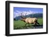 Elk Bull Walks Through a Stream in a Grassy Meadow, Portage, Alaska-Angel Wynn-Framed Photographic Print