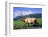 Elk Bull Walks Through a Stream in a Grassy Meadow, Portage, Alaska-Angel Wynn-Framed Photographic Print