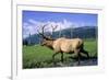 Elk Bull Walks Through a Stream in a Grassy Meadow, Portage, Alaska-Angel Wynn-Framed Photographic Print