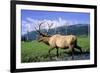 Elk Bull Walks Through a Stream in a Grassy Meadow, Portage, Alaska-Angel Wynn-Framed Photographic Print