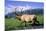 Elk Bull Walks Through a Stream in a Grassy Meadow, Portage, Alaska-Angel Wynn-Mounted Photographic Print