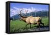 Elk Bull Walks Through a Stream in a Grassy Meadow, Portage, Alaska-Angel Wynn-Framed Stretched Canvas