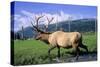 Elk Bull Walks Through a Stream in a Grassy Meadow, Portage, Alaska-Angel Wynn-Stretched Canvas