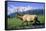 Elk Bull Walks Through a Stream in a Grassy Meadow, Portage, Alaska-Angel Wynn-Framed Stretched Canvas