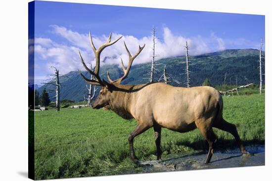 Elk Bull Walks Through a Stream in a Grassy Meadow, Portage, Alaska-Angel Wynn-Stretched Canvas