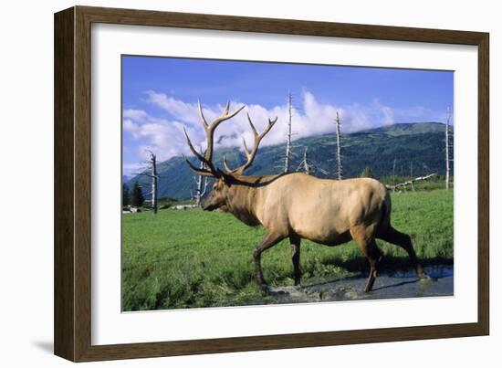 Elk Bull Walks Through a Stream in a Grassy Meadow, Portage, Alaska-Angel Wynn-Framed Photographic Print