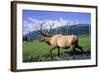 Elk Bull Walks Through a Stream in a Grassy Meadow, Portage, Alaska-Angel Wynn-Framed Photographic Print