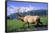Elk Bull Walks Through a Stream in a Grassy Meadow, Portage, Alaska-Angel Wynn-Framed Stretched Canvas