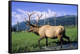 Elk Bull Walks Through a Stream in a Grassy Meadow, Portage, Alaska-Angel Wynn-Framed Stretched Canvas