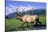 Elk Bull Walks Through a Stream in a Grassy Meadow, Portage, Alaska-Angel Wynn-Stretched Canvas