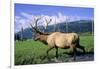 Elk Bull Walks Through a Stream in a Grassy Meadow, Portage, Alaska-Angel Wynn-Framed Photographic Print