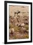 Elk bull with harem of cows in autumn.-Larry Ditto-Framed Photographic Print