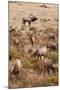 Elk bull with harem of cows in autumn.-Larry Ditto-Mounted Photographic Print