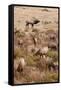 Elk bull with harem of cows in autumn.-Larry Ditto-Framed Stretched Canvas