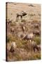 Elk bull with harem of cows in autumn.-Larry Ditto-Stretched Canvas