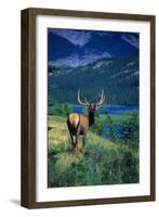 Elk Butt-null-Framed Photographic Print