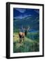Elk Butt-null-Framed Photographic Print