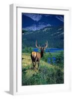 Elk Butt-null-Framed Photographic Print