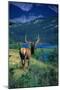 Elk Butt-null-Mounted Photographic Print