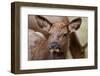 Elk calf with winter hair.-Larry Ditto-Framed Photographic Print