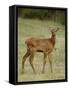 Elk (Cervus Canadensis) Calf, Jasper National Park, Alberta, Canada, North America-null-Framed Stretched Canvas