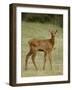 Elk (Cervus Canadensis) Calf, Jasper National Park, Alberta, Canada, North America-null-Framed Photographic Print