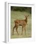 Elk (Cervus Canadensis) Calf, Jasper National Park, Alberta, Canada, North America-null-Framed Photographic Print