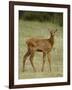 Elk (Cervus Canadensis) Calf, Jasper National Park, Alberta, Canada, North America-null-Framed Photographic Print