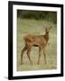 Elk (Cervus Canadensis) Calf, Jasper National Park, Alberta, Canada, North America-null-Framed Photographic Print