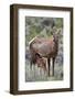 Elk (Cervus Canadensis) Calf Nursing-James Hager-Framed Photographic Print