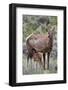 Elk (Cervus Canadensis) Calf Nursing-James Hager-Framed Photographic Print