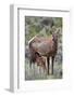 Elk (Cervus Canadensis) Calf Nursing-James Hager-Framed Photographic Print