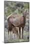 Elk (Cervus Canadensis) Calf Nursing-James Hager-Mounted Photographic Print