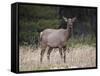 Elk (Cervus Canadensis) Cow, Jasper National Park, Alberta, Canada, North America-James Hager-Framed Stretched Canvas