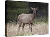 Elk (Cervus Canadensis) Cow, Jasper National Park, Alberta, Canada, North America-James Hager-Stretched Canvas