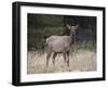 Elk (Cervus Canadensis) Cow, Jasper National Park, Alberta, Canada, North America-James Hager-Framed Photographic Print