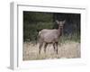 Elk (Cervus Canadensis) Cow, Jasper National Park, Alberta, Canada, North America-James Hager-Framed Photographic Print