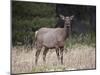 Elk (Cervus Canadensis) Cow, Jasper National Park, Alberta, Canada, North America-James Hager-Mounted Photographic Print