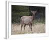 Elk (Cervus Canadensis) Cow, Jasper National Park, Alberta, Canada, North America-James Hager-Framed Photographic Print