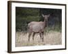 Elk (Cervus Canadensis) Cow, Jasper National Park, Alberta, Canada, North America-James Hager-Framed Photographic Print