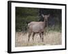 Elk (Cervus Canadensis) Cow, Jasper National Park, Alberta, Canada, North America-James Hager-Framed Photographic Print