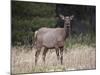 Elk (Cervus Canadensis) Cow, Jasper National Park, Alberta, Canada, North America-James Hager-Mounted Photographic Print