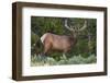 Elk (Cervus Canadensis) Near Lake Village, Yellowstone National Park, Wyoming, U.S.A.-Michael DeFreitas-Framed Premium Photographic Print