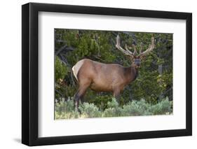 Elk (Cervus Canadensis) Near Lake Village, Yellowstone National Park, Wyoming, U.S.A.-Michael DeFreitas-Framed Premium Photographic Print