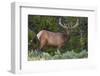 Elk (Cervus Canadensis) Near Lake Village, Yellowstone National Park, Wyoming, U.S.A.-Michael DeFreitas-Framed Premium Photographic Print