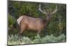 Elk (Cervus Canadensis) Near Lake Village, Yellowstone National Park, Wyoming, U.S.A.-Michael DeFreitas-Mounted Premium Photographic Print