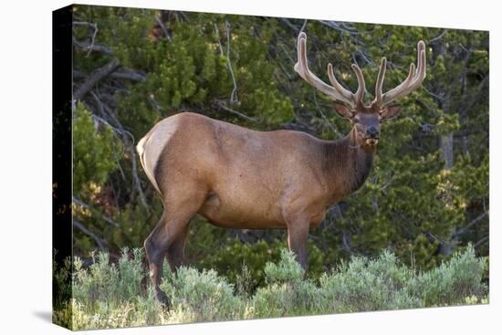 Elk (Cervus Canadensis) Near Lake Village, Yellowstone National Park, Wyoming, U.S.A.-Michael DeFreitas-Stretched Canvas