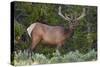 Elk (Cervus Canadensis) Near Lake Village, Yellowstone National Park, Wyoming, U.S.A.-Michael DeFreitas-Stretched Canvas
