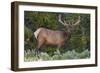 Elk (Cervus Canadensis) Near Lake Village, Yellowstone National Park, Wyoming, U.S.A.-Michael DeFreitas-Framed Photographic Print