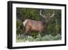 Elk (Cervus Canadensis) Near Lake Village, Yellowstone National Park, Wyoming, U.S.A.-Michael DeFreitas-Framed Photographic Print